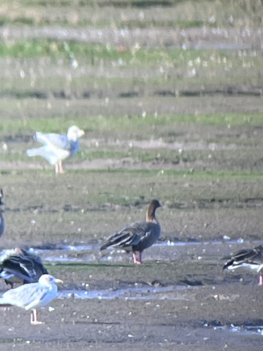 Pink-footed Goose - ML624160184