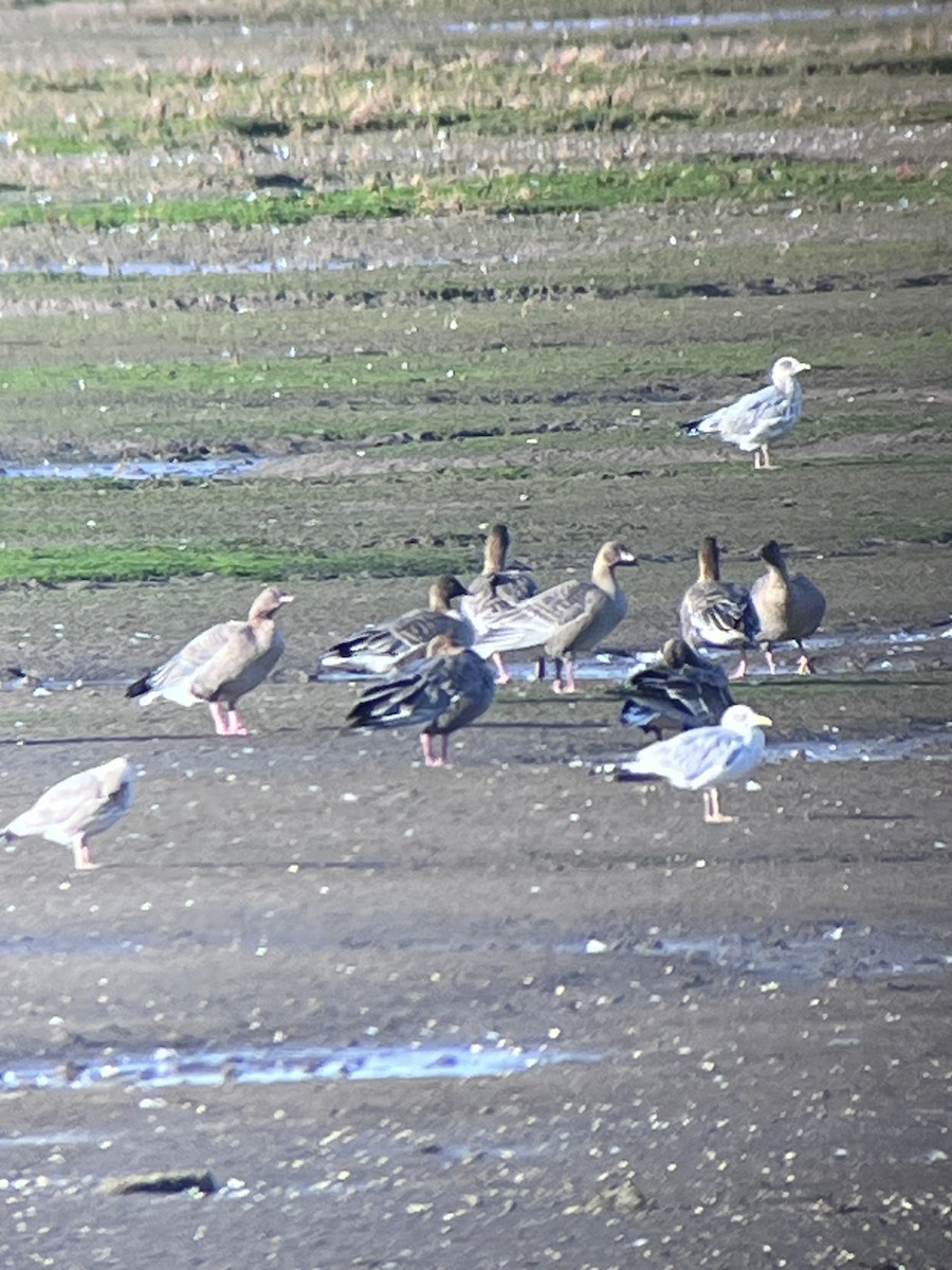 Pink-footed Goose - ML624160185