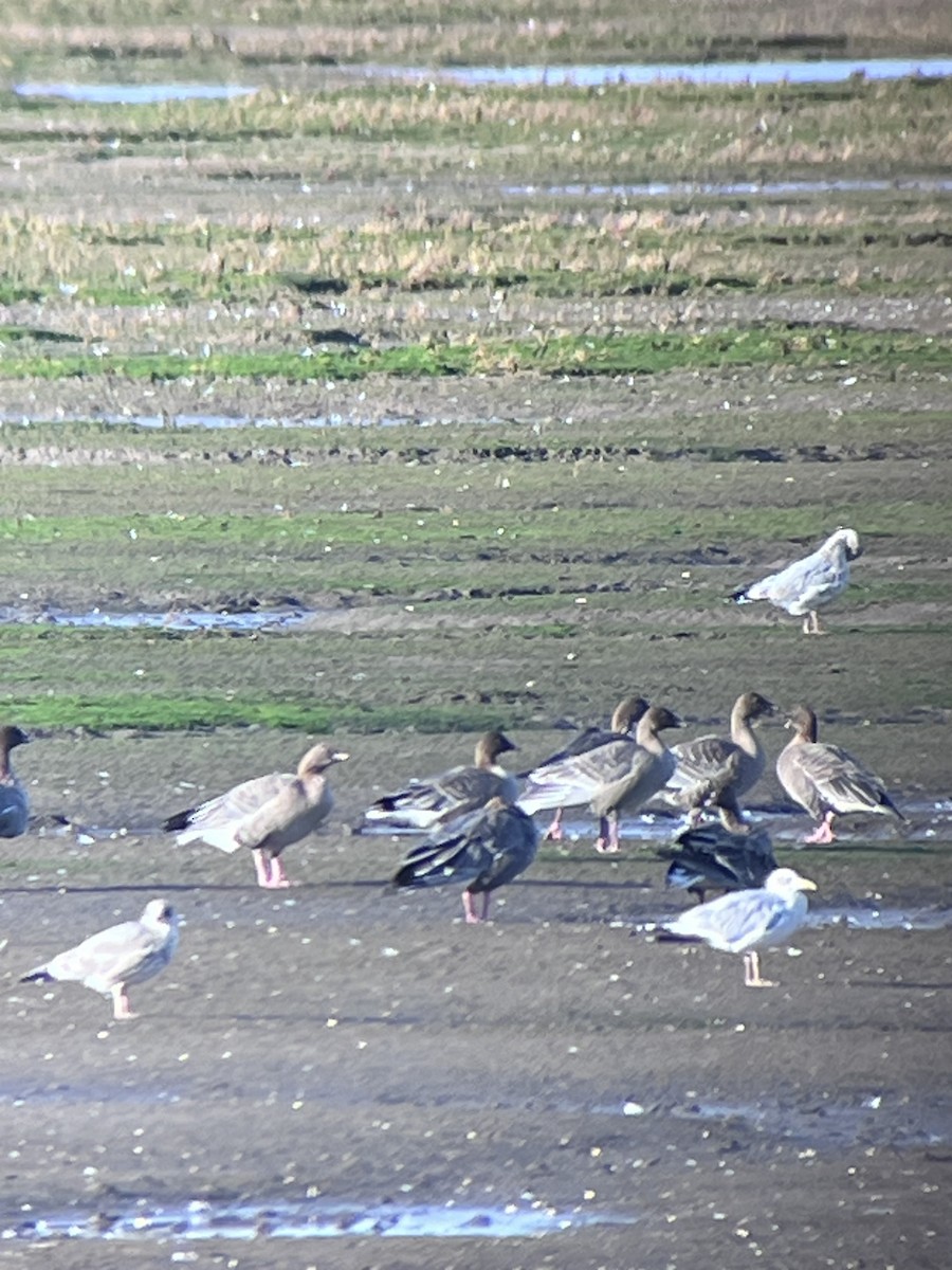 Pink-footed Goose - ML624160186