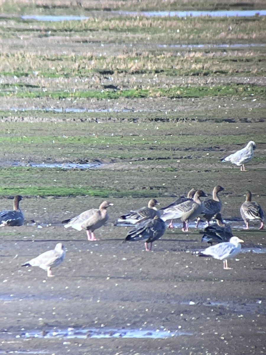 Pink-footed Goose - Billy Liddell