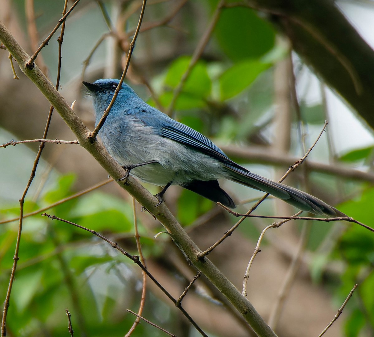 Blauhaubenschnäpper - ML624160188