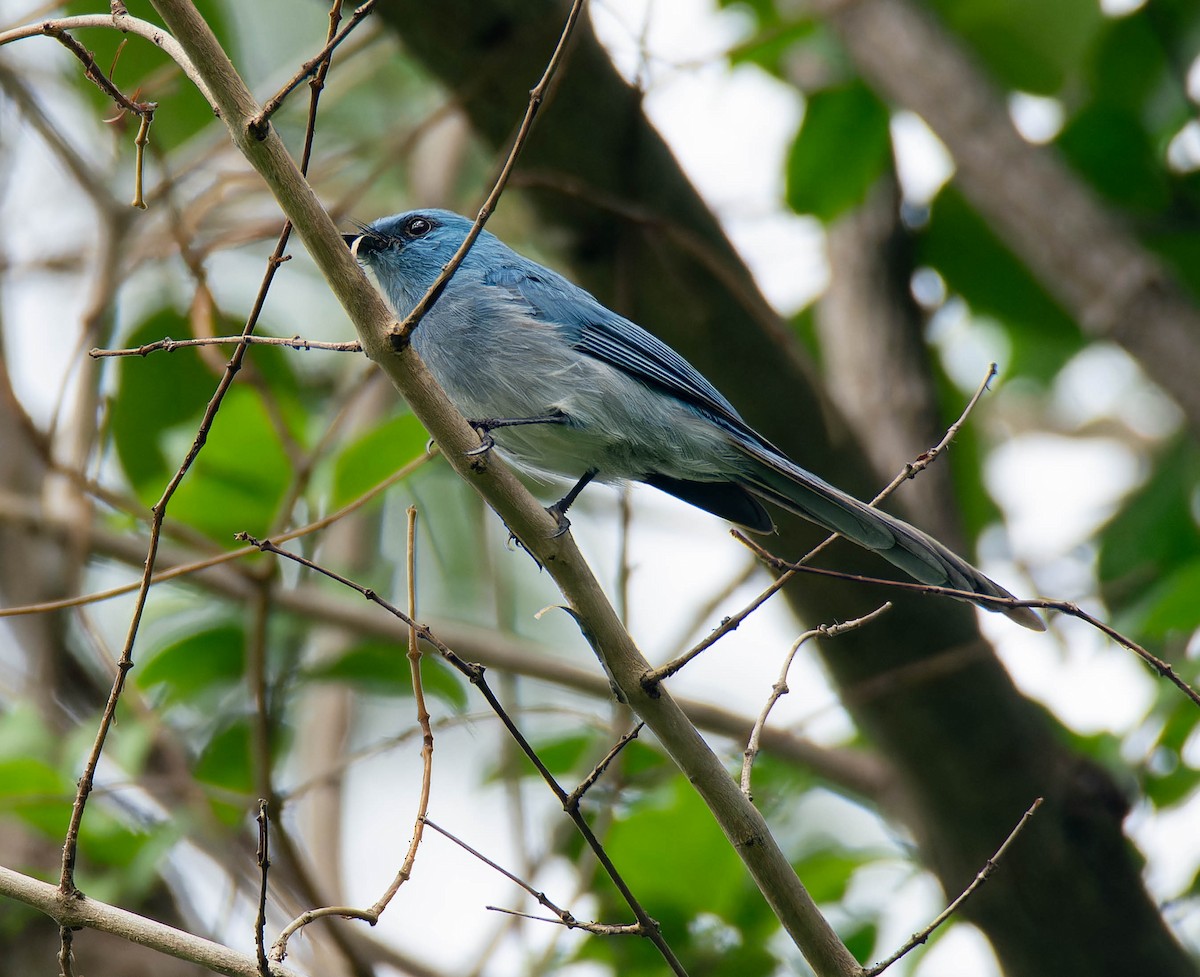 African Blue Flycatcher - Luis Albero