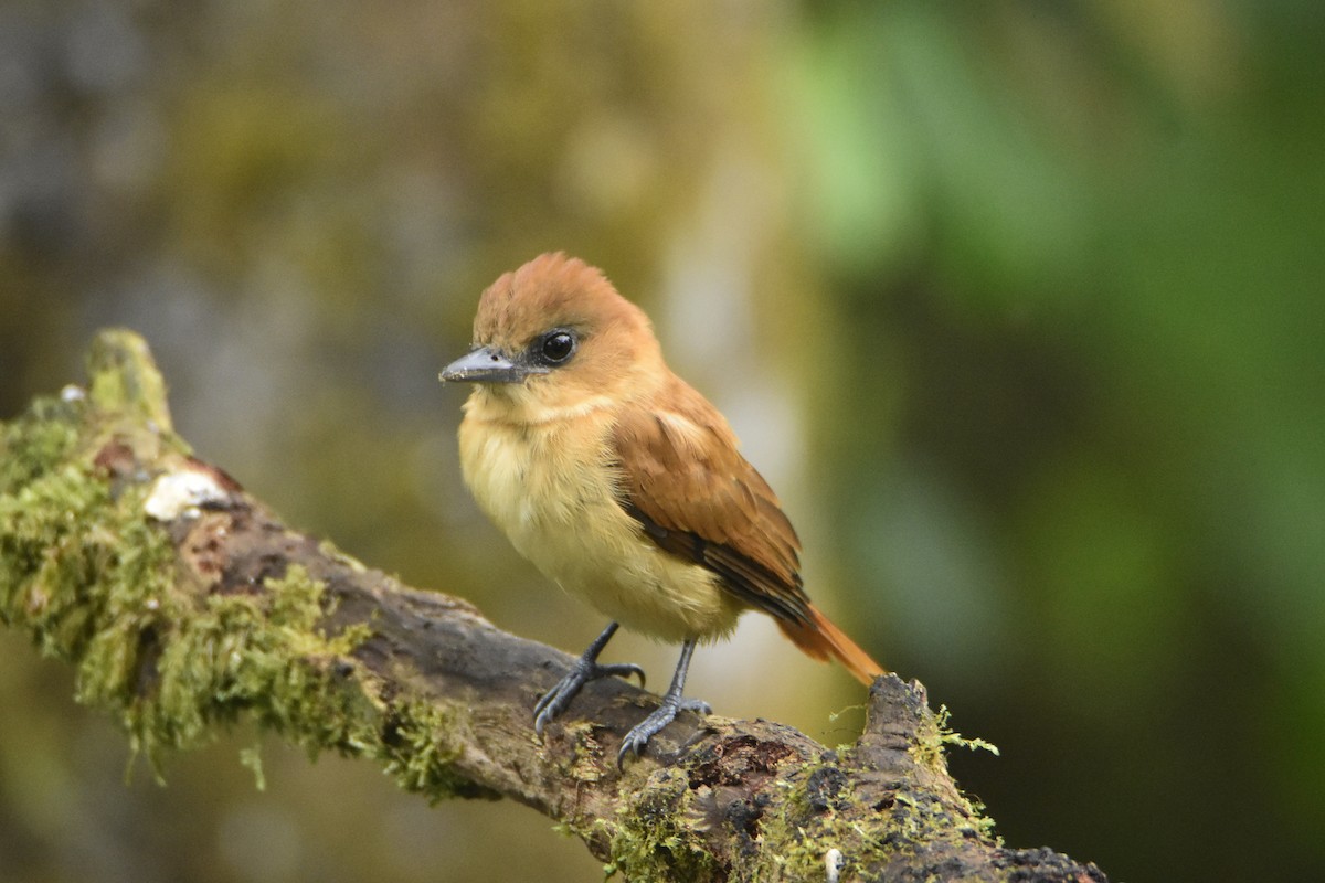 Угольный бекард - ML624160263