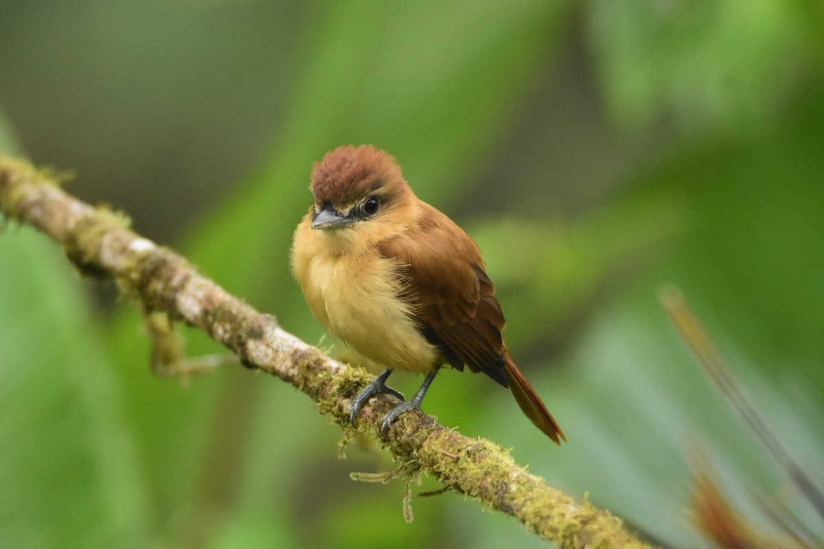 Угольный бекард - ML624160264