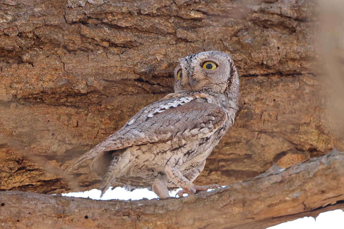 African Scops-Owl - ML624160283