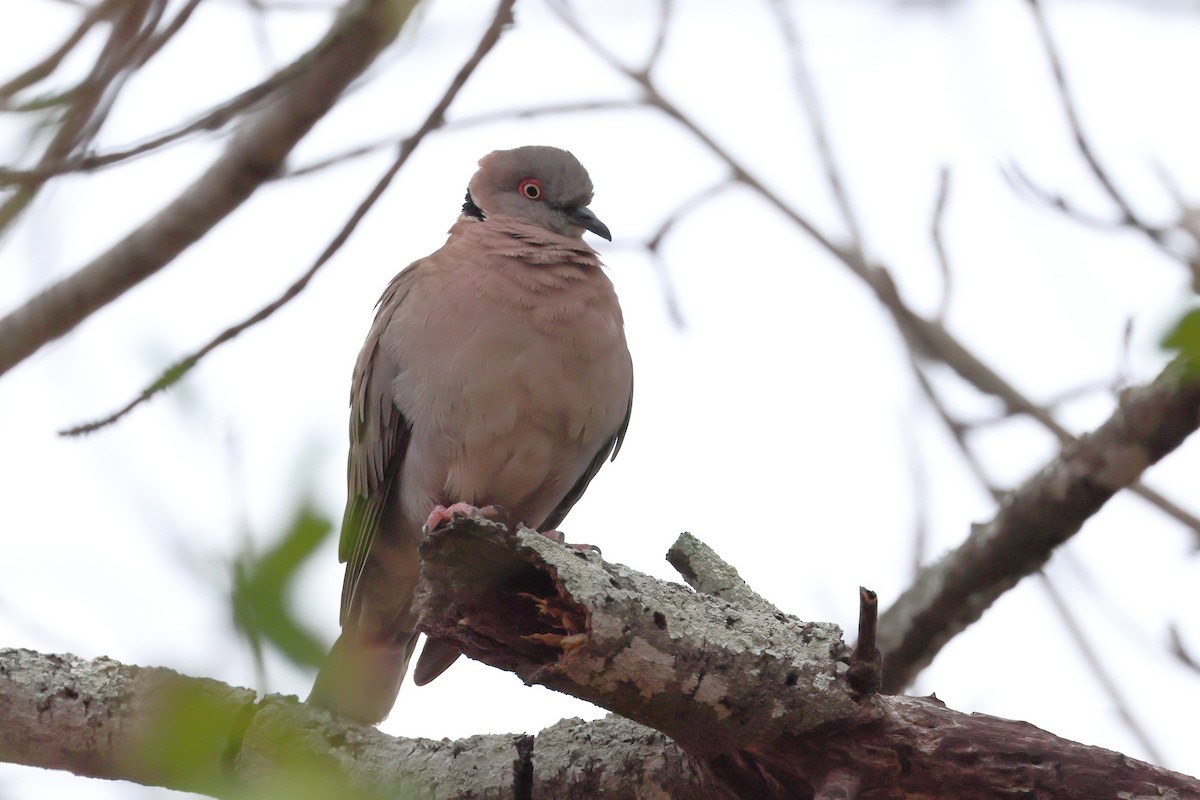 Mourning Collared-Dove - ML624160320