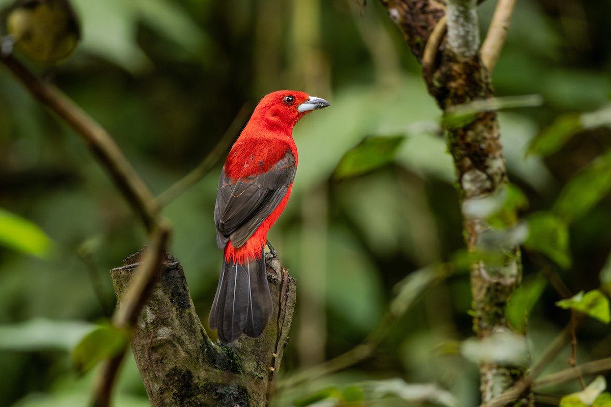 Brazilian Tanager - ML624160327