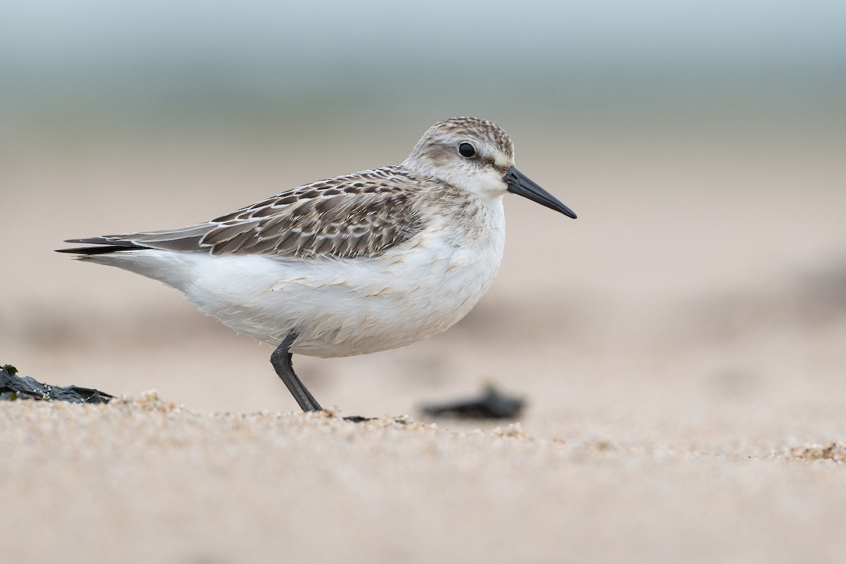 Sandstrandläufer - ML624160328