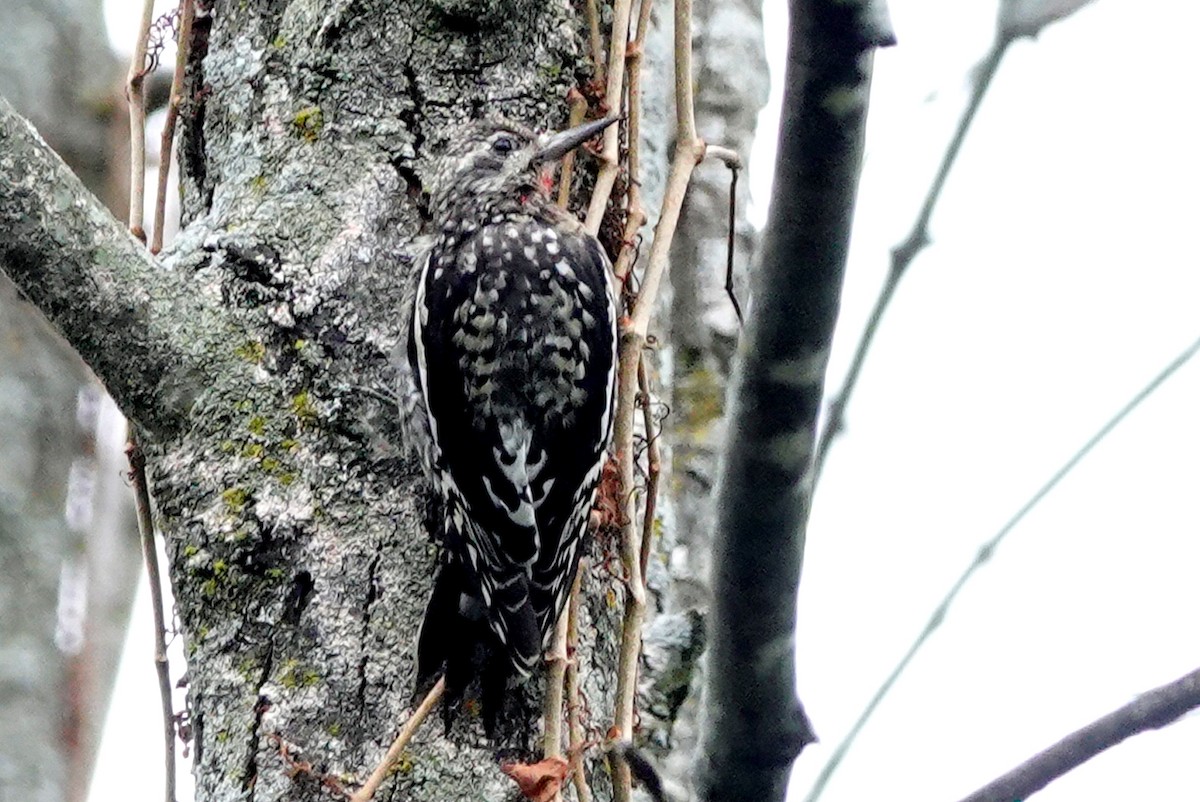 Yellow-bellied Sapsucker - ML624160359