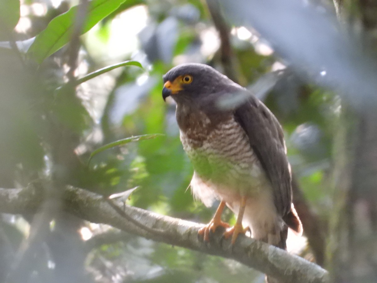 Roadside Hawk - Liceth Navia