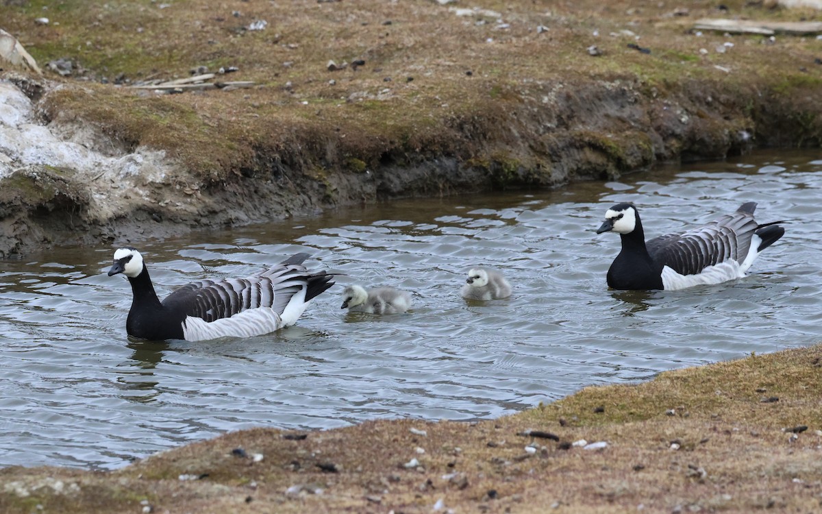 Barnacle Goose - David Stejskal