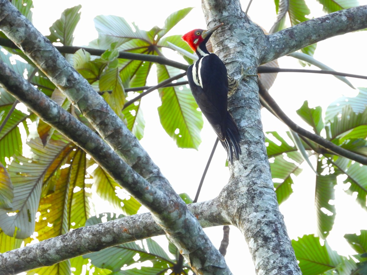 Crimson-crested Woodpecker - ML624160430