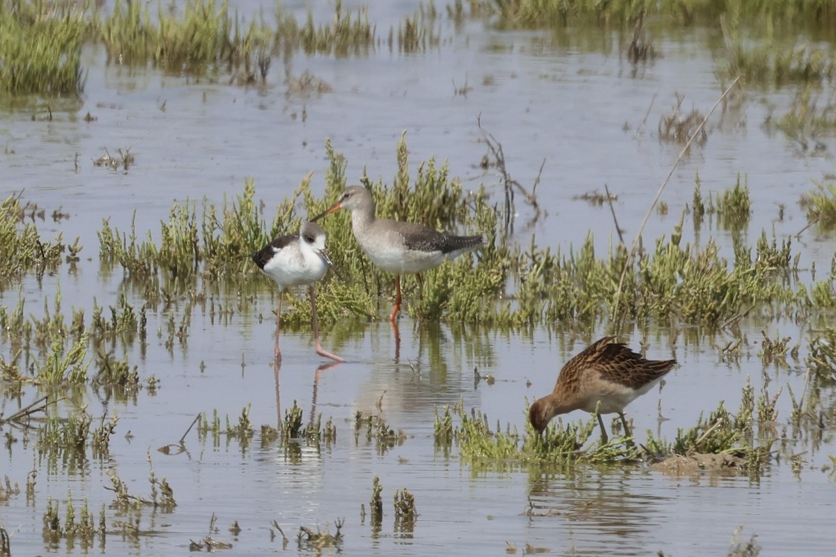 Spotted Redshank - Faustino Chamizo Ragel