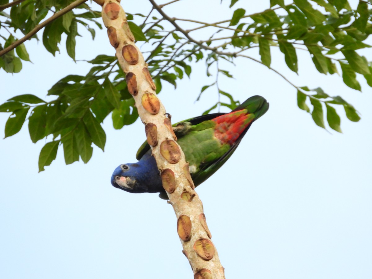 Blue-headed Parrot - ML624160447