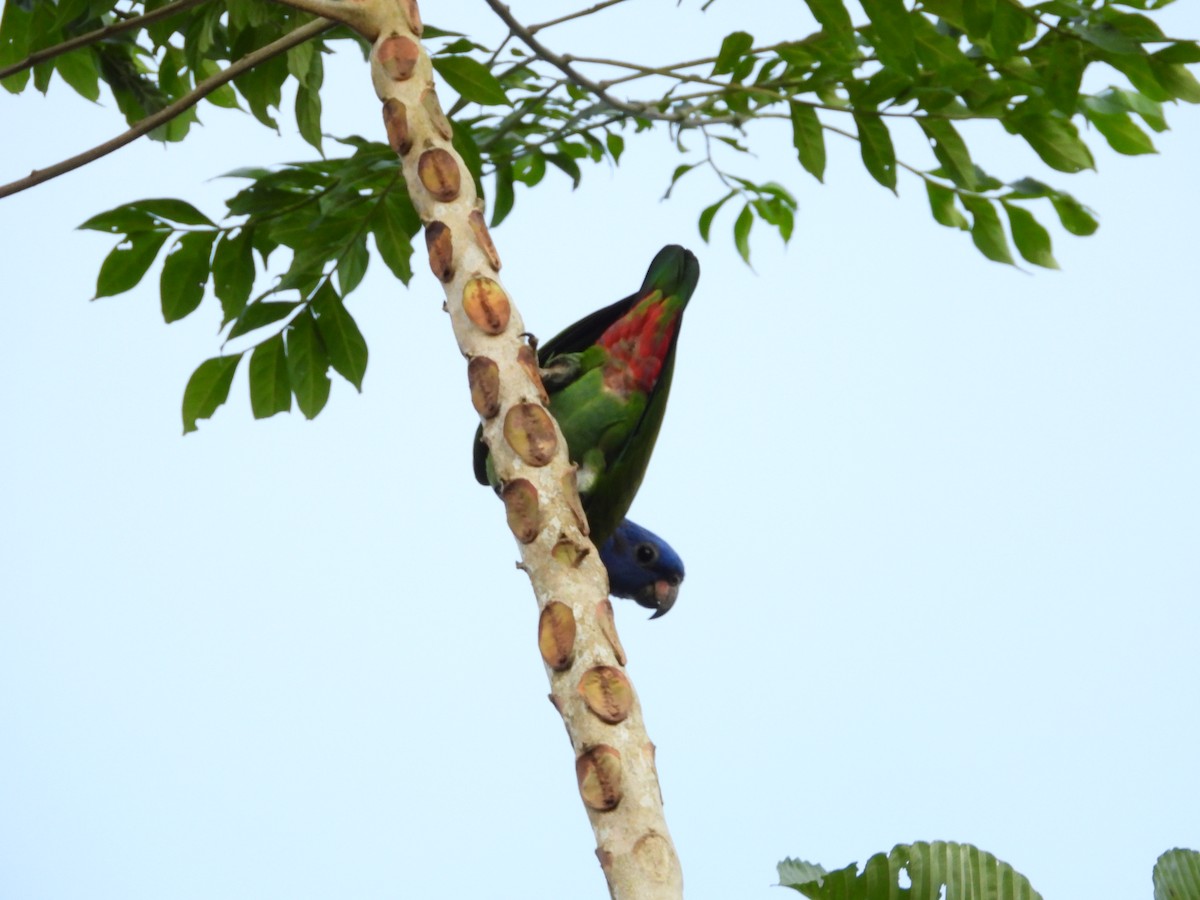 Blue-headed Parrot - ML624160448