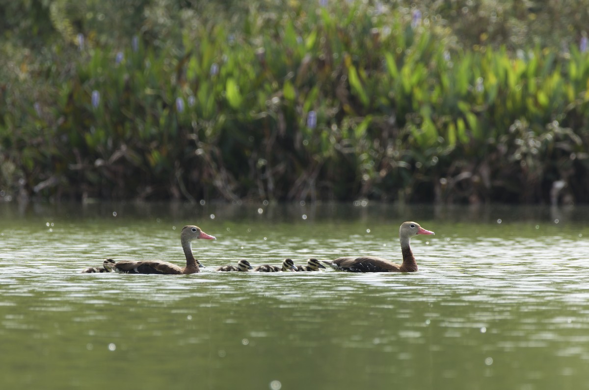 Black-bellied Whistling-Duck - ML624160459