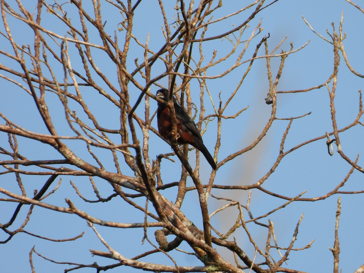 Chestnut-bellied Seed-Finch - ML624160475