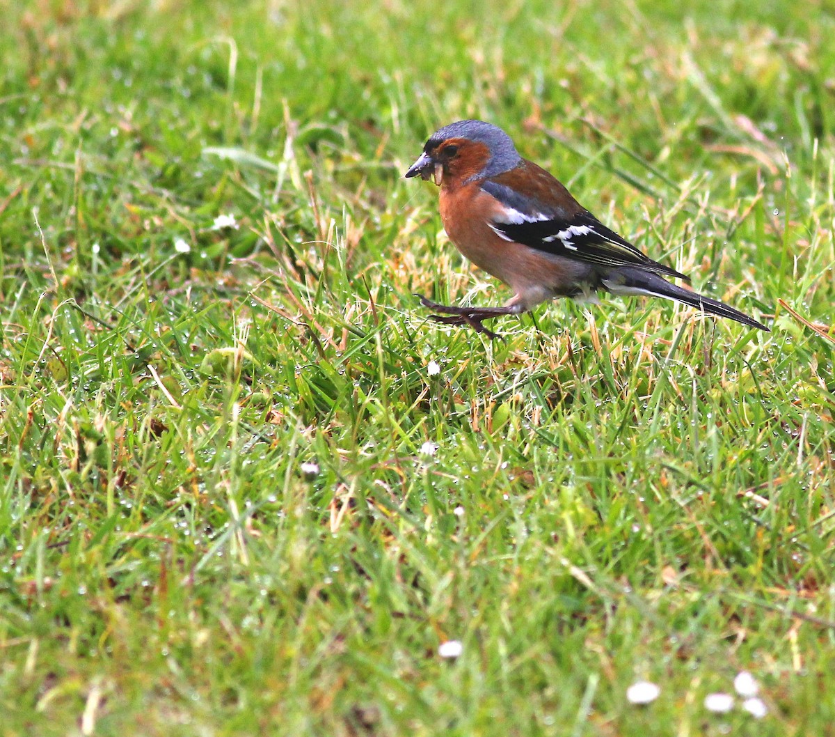 Common Chaffinch - Terry Master