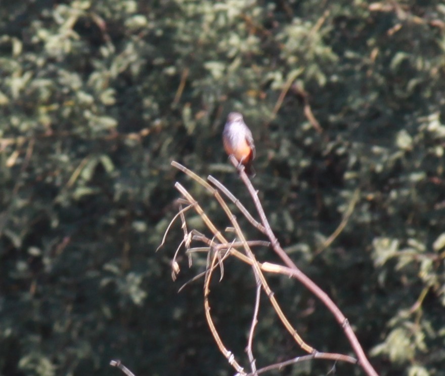 Vermilion Flycatcher - ML624160483