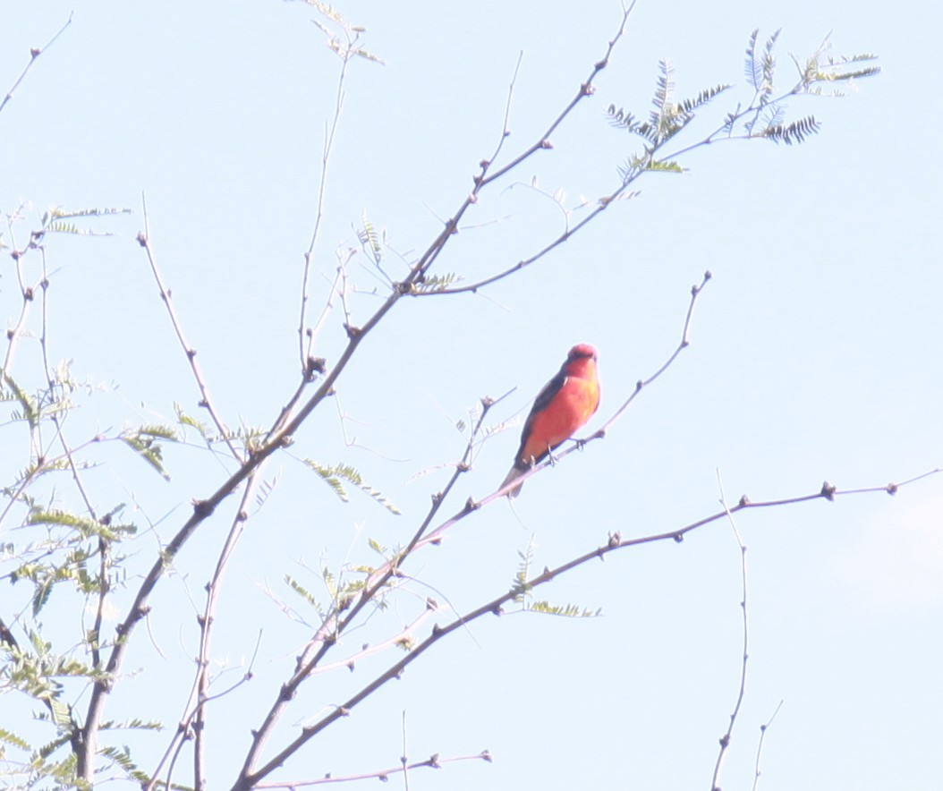 Vermilion Flycatcher - ML624160484