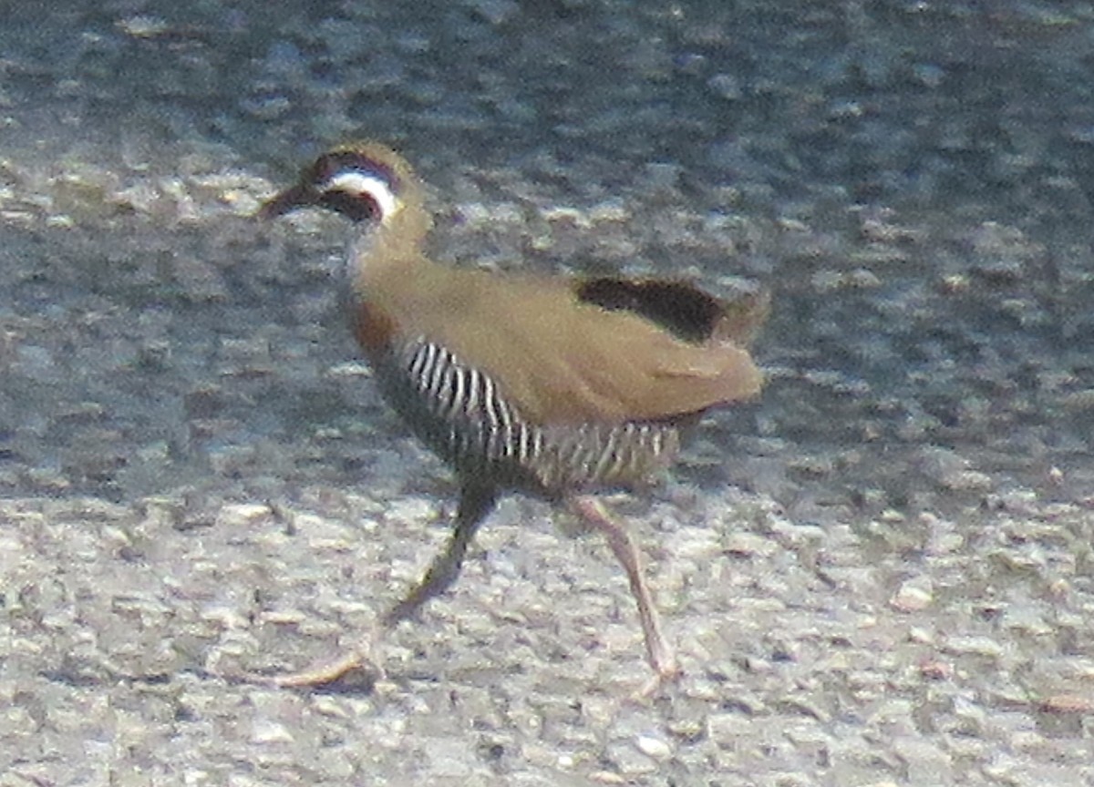 Barred Rail - ML624160485