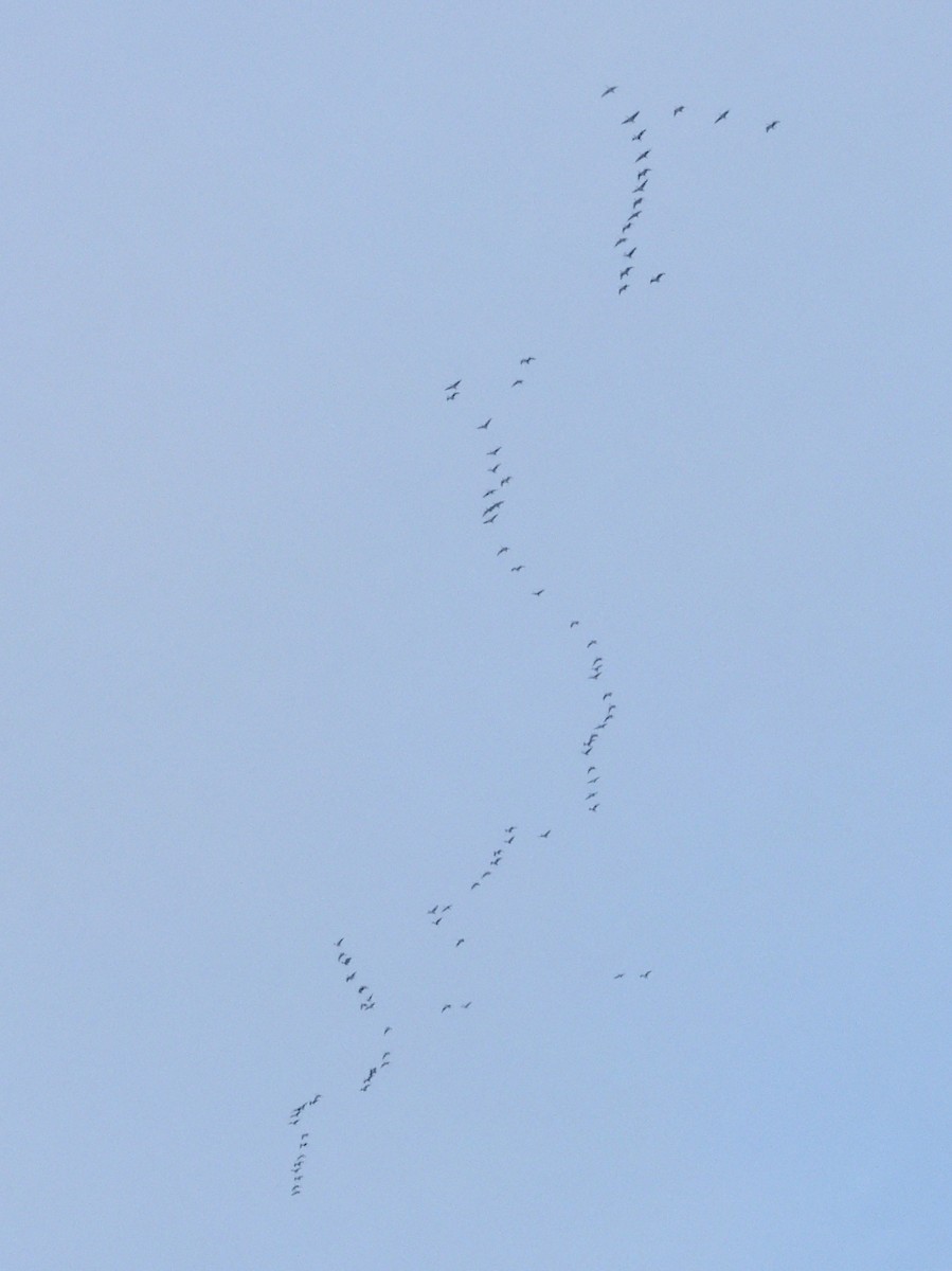 Pink-footed Goose - ML624160522