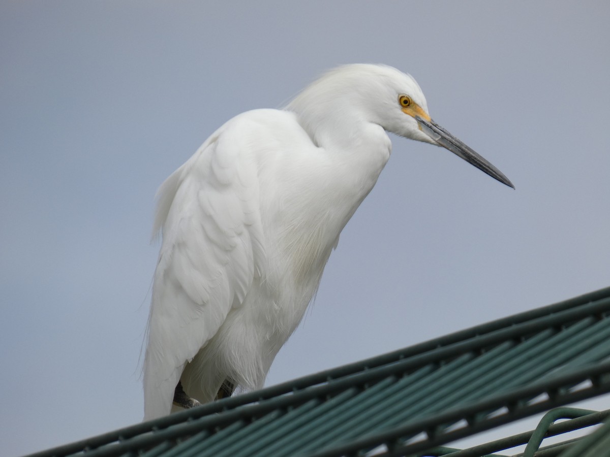 Snowy Egret - ML624160528