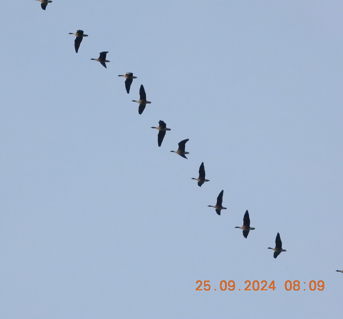 Pink-footed Goose - Gordon Newman