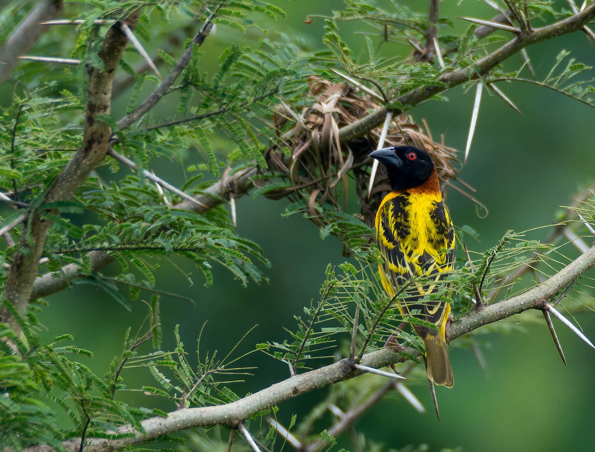 Village Weaver - ML624160543