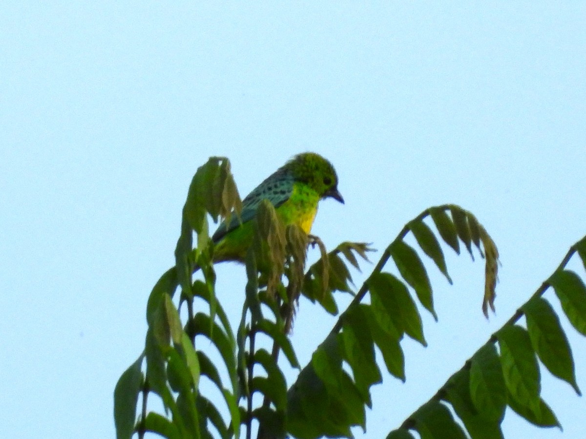 Yellow-bellied Tanager - ML624160568