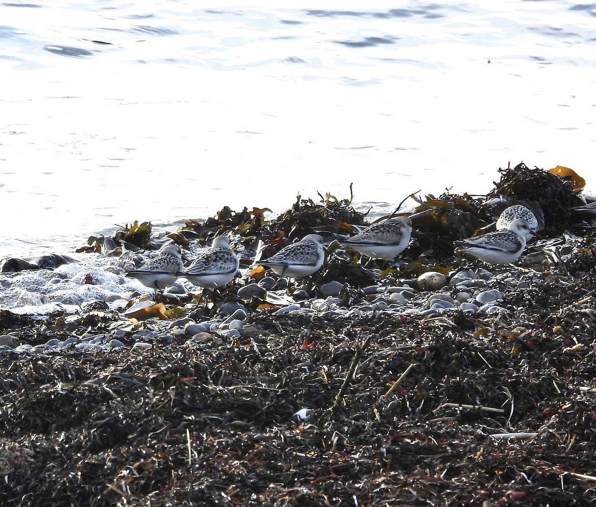 Sanderling - Michelle Bélanger