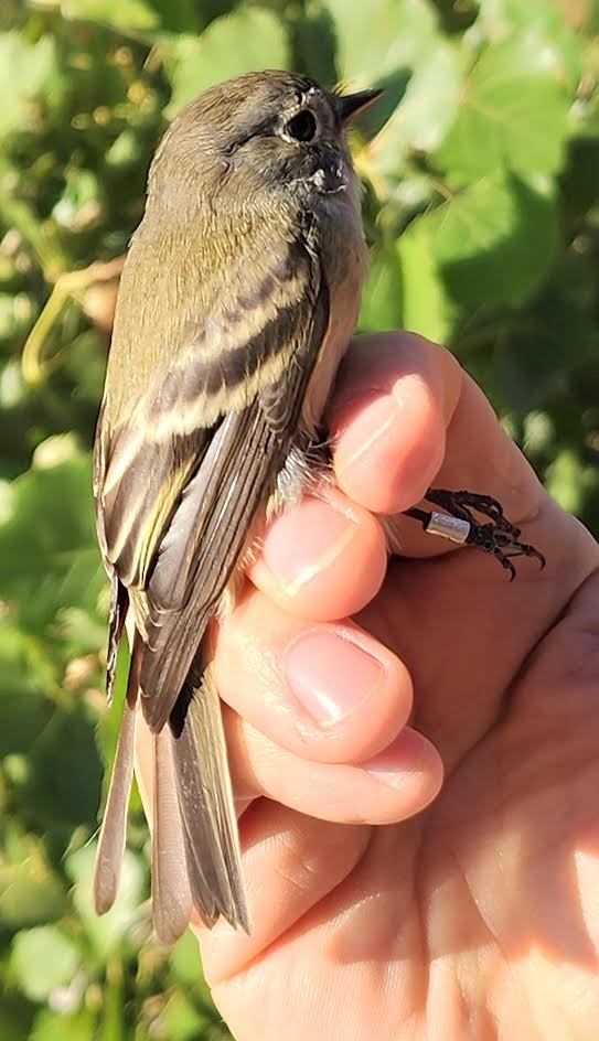 Hammond's Flycatcher - ML624160581