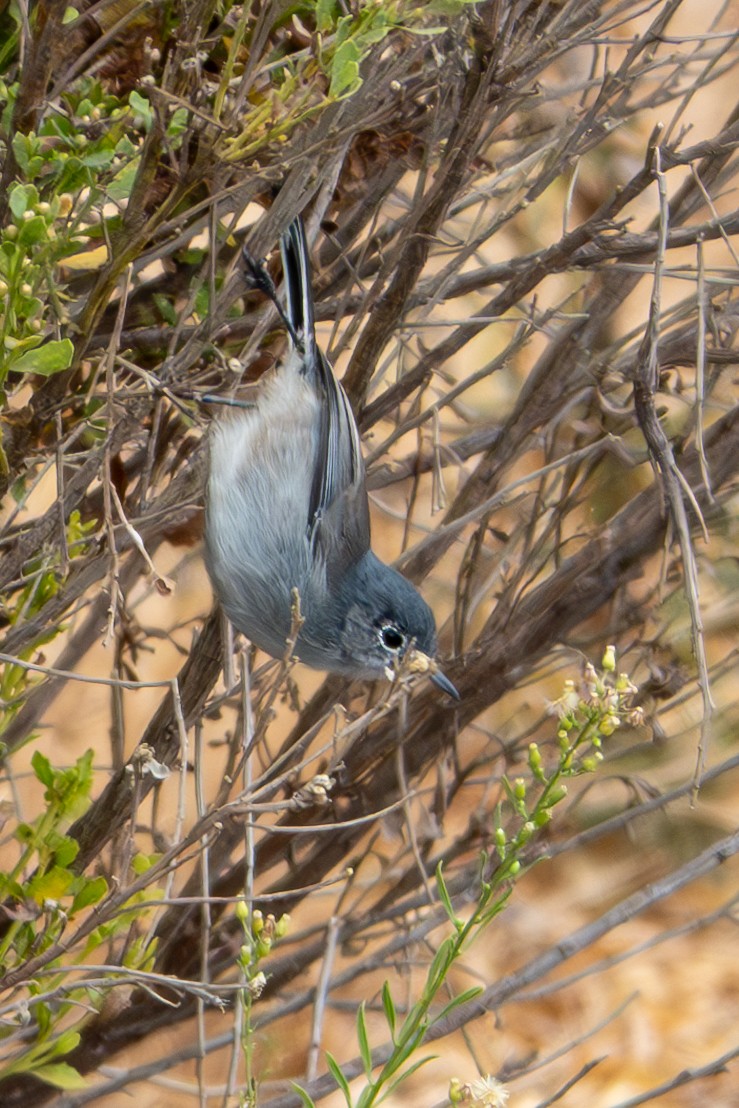 ברחשית כחלחלה - ML624160586