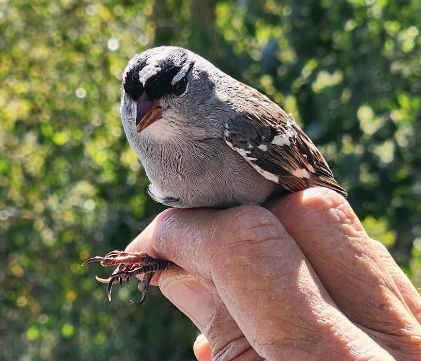 White-crowned Sparrow (Dark-lored) - ML624160597