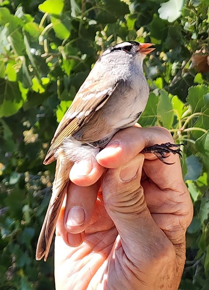 White-crowned Sparrow (Dark-lored) - ML624160604