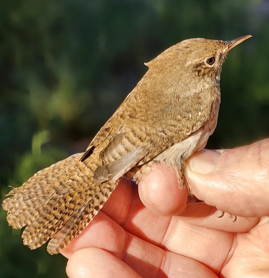 House Wren (Northern) - ML624160610