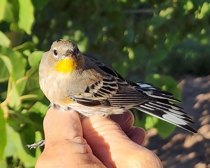 Yellow-rumped Warbler (Audubon's) - ML624160614