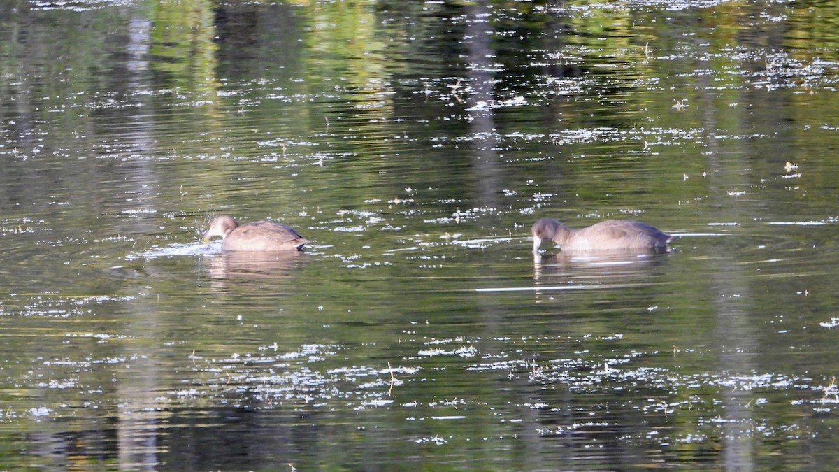 American Coot - ML624160647