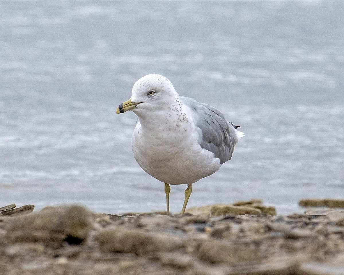 Ring-billed Gull - ML624160650