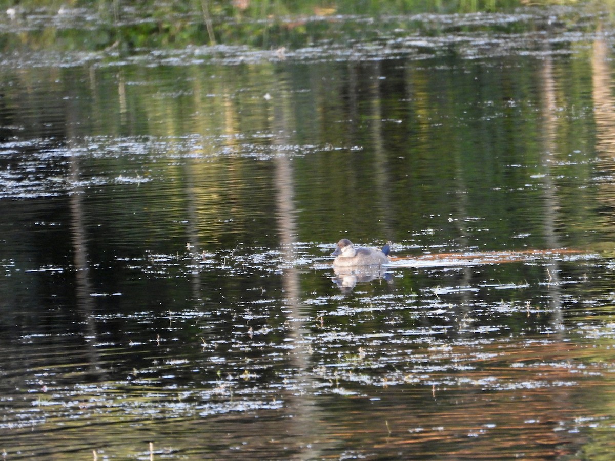 Ruddy Duck - ML624160654