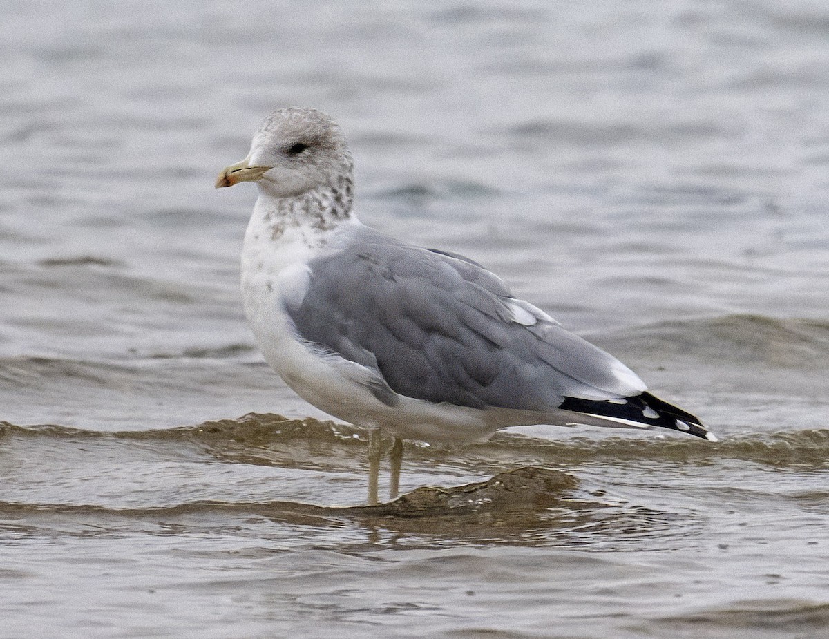 California Gull - ML624160656