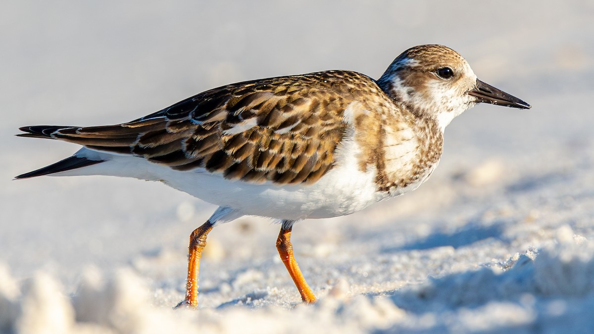 Ruddy Turnstone - Slav Karach