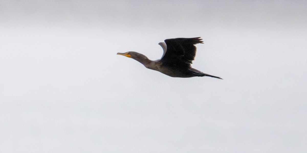 Double-crested Cormorant - ML624160662