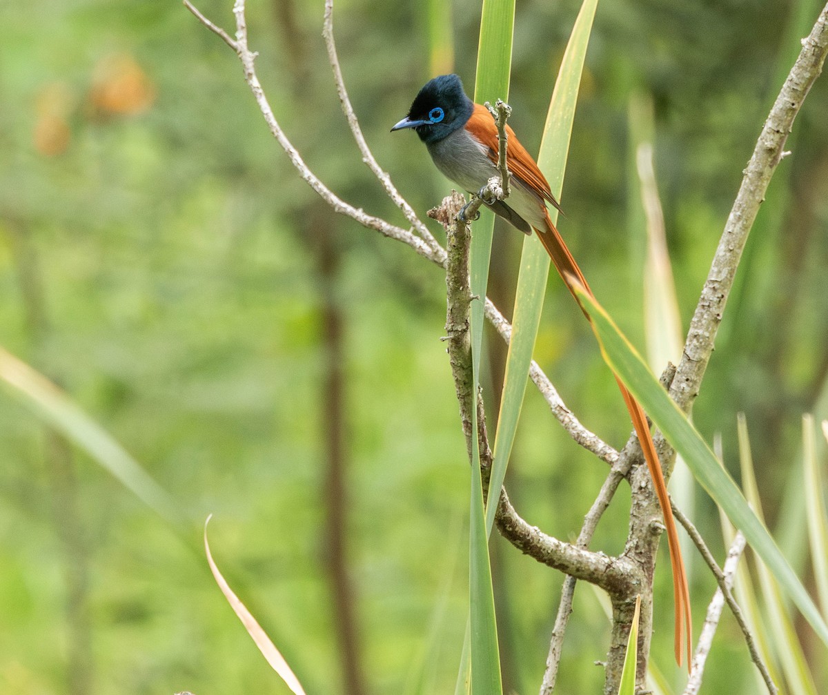 African Paradise-Flycatcher - ML624160672