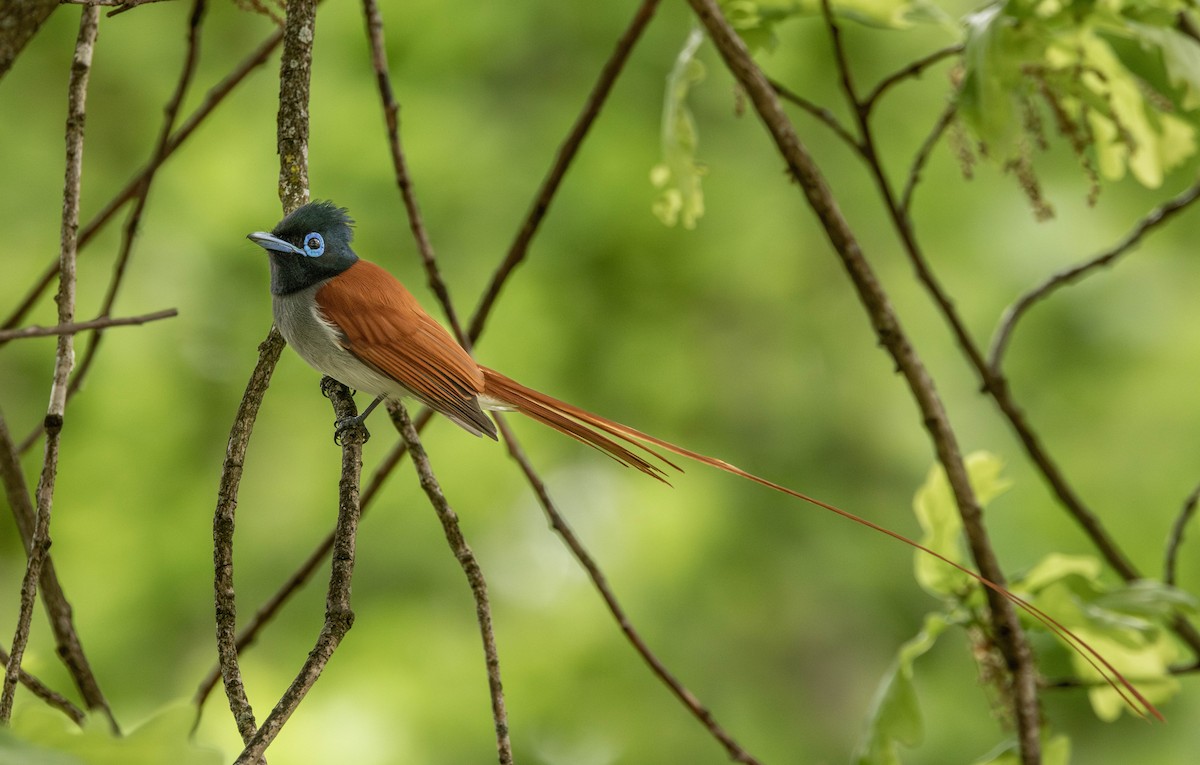 African Paradise-Flycatcher - ML624160675