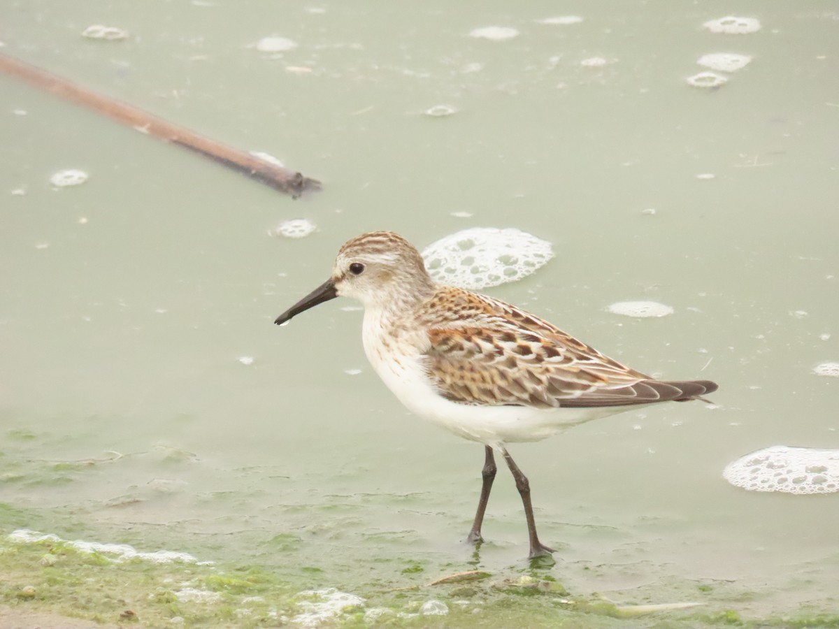 Western Sandpiper - ML624160695