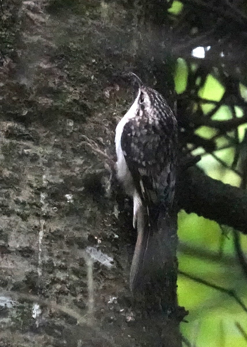 Brown Creeper - ML624160696