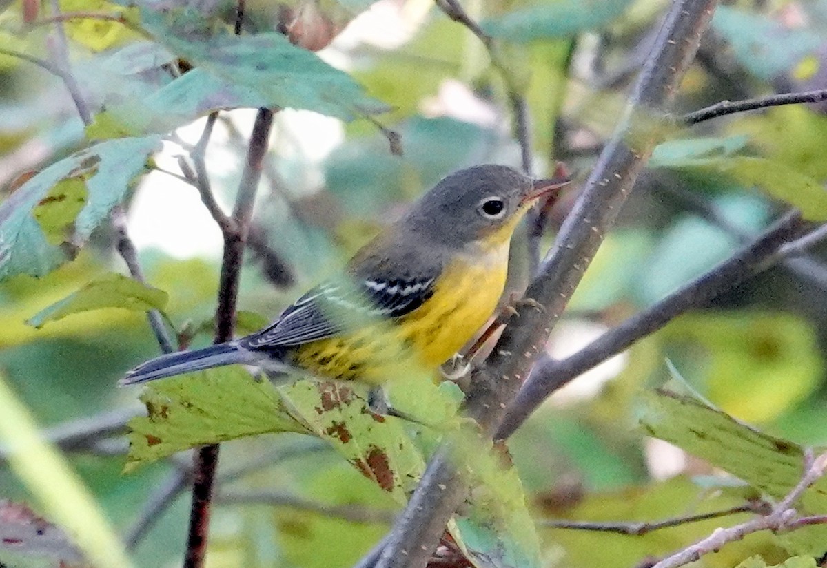 Magnolia Warbler - ML624160746