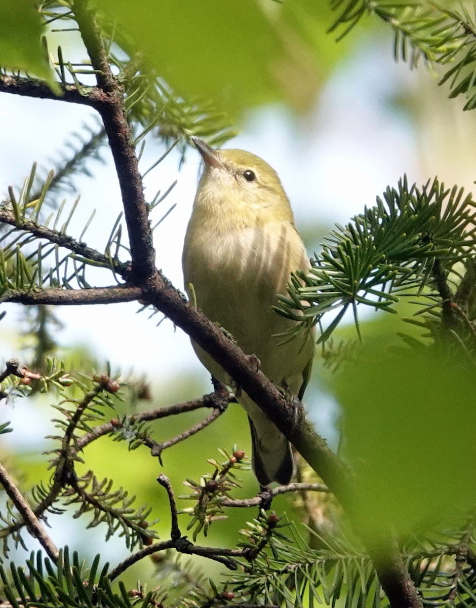 Bay-breasted Warbler - ML624160766