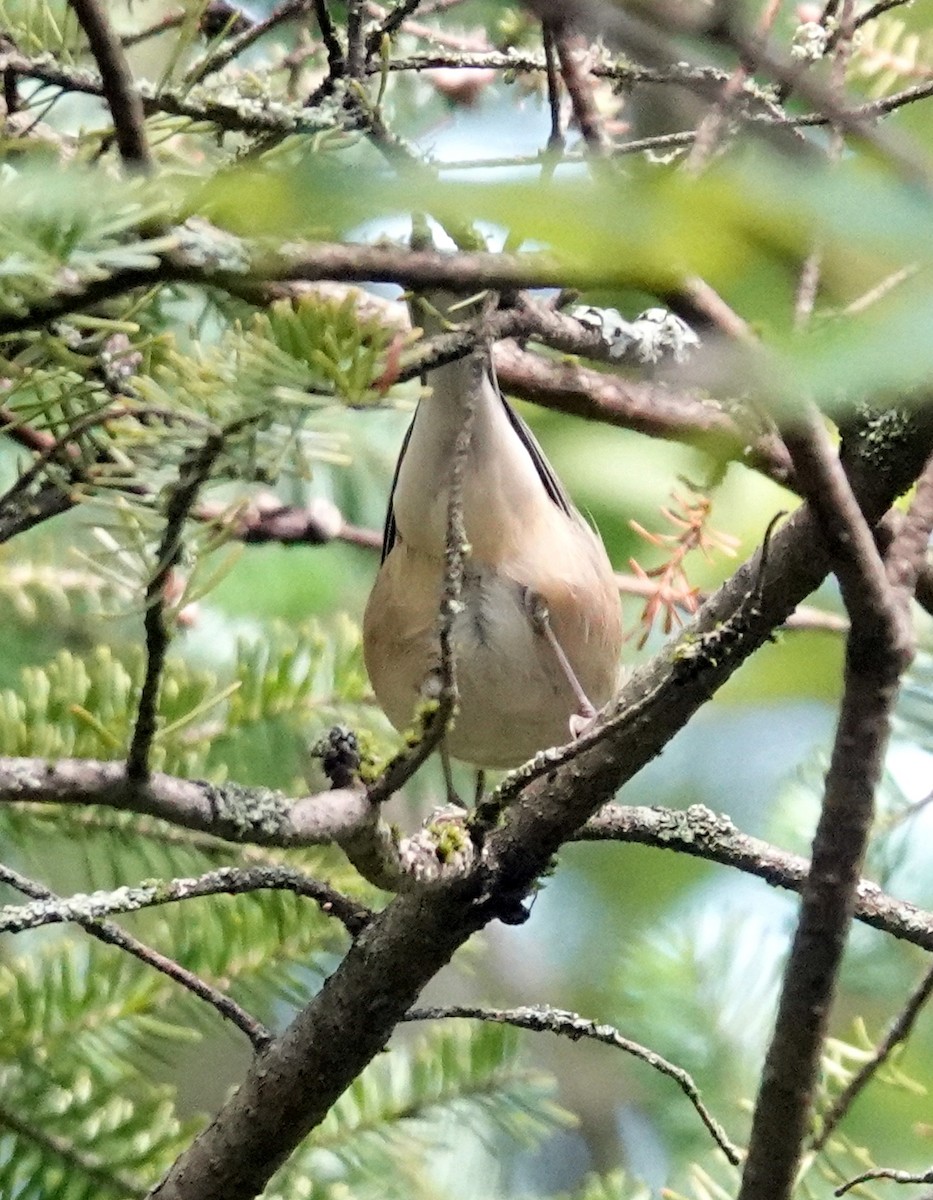 Bay-breasted Warbler - ML624160767